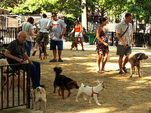 Dog Park