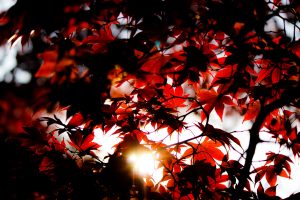 Iconic Red Canadian Maple Leaves