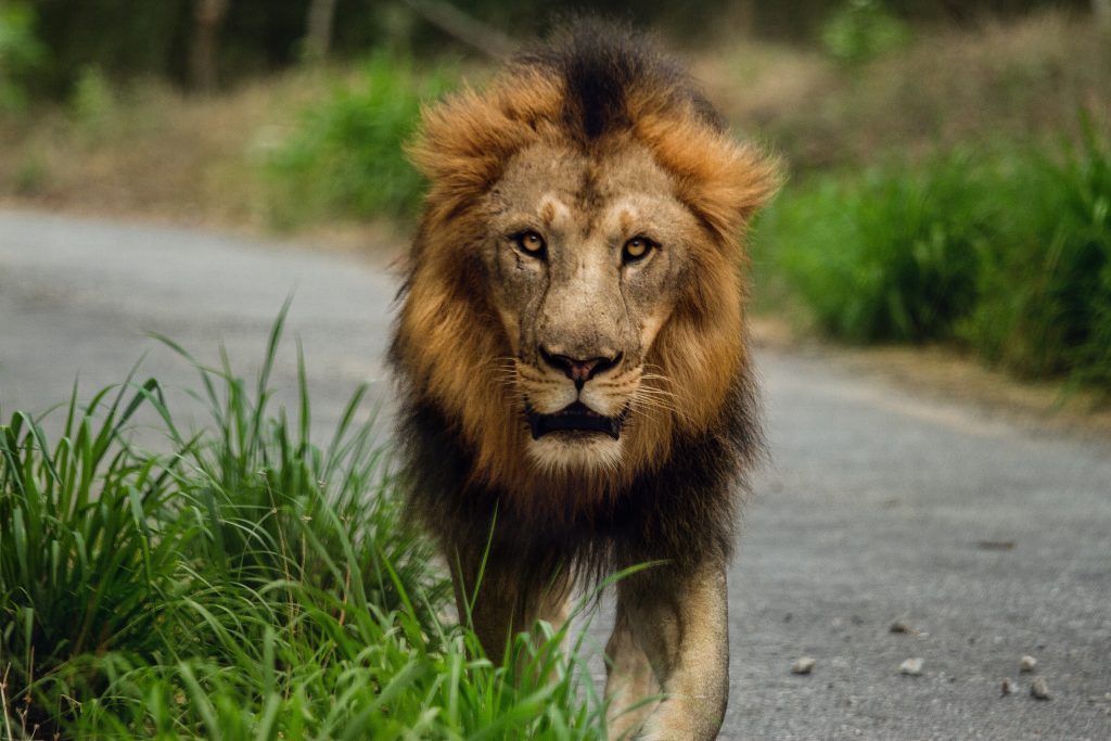 lion hunting in city after work absence