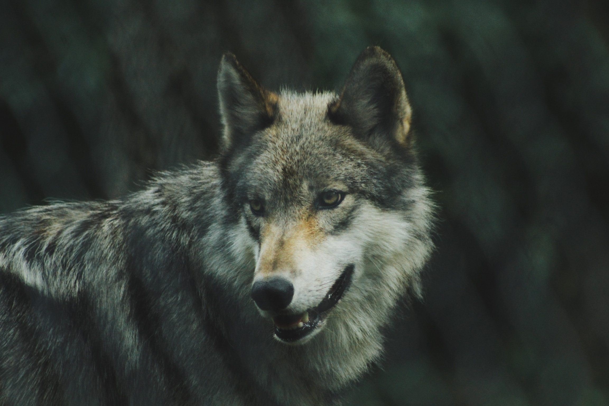 Corporate Psychopaths – wolves in the workplace (Part 1)