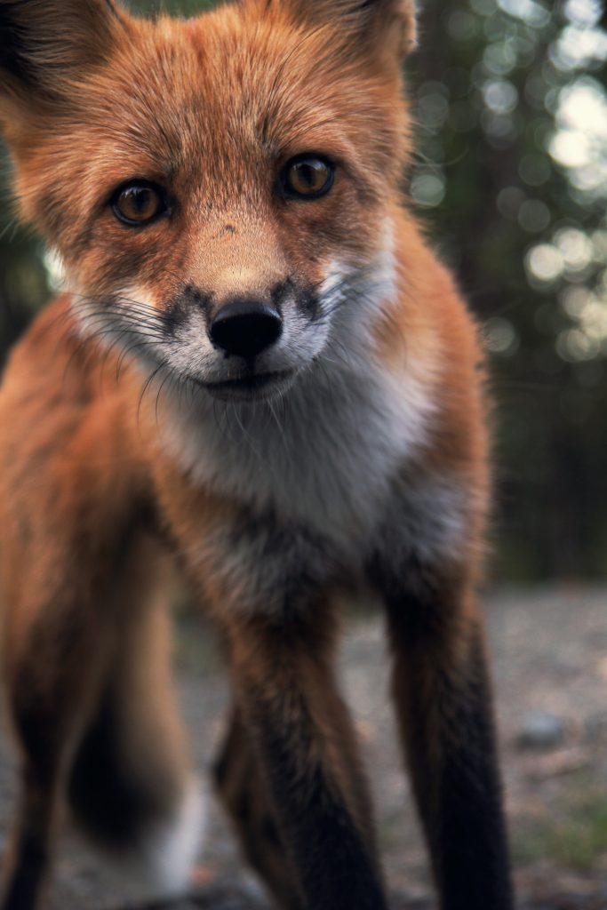 You need to be as clever as a fox to avoid hiring corporate psychopaths
