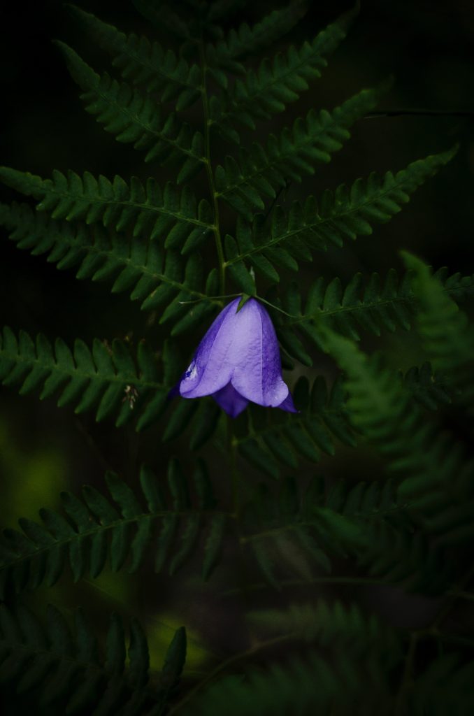 fern plant is known for its resilience