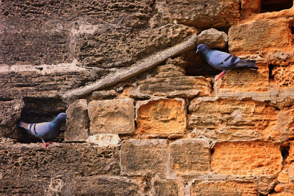 professionally pigeonholed