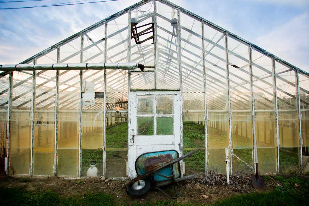 greenhouse for growing cannabis