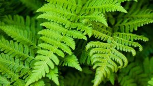 ferns are extremely resilient