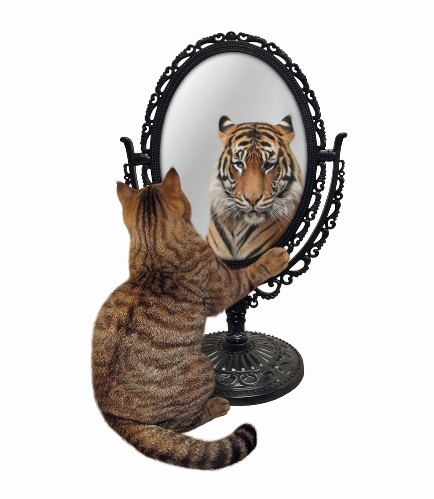 Cat vs lion image in the mirror